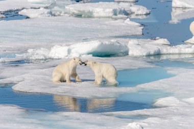 Kuzey Svalbard 'daki buz kütlesi üzerinde oynayan iki genç kutup ayısı yavrusu.