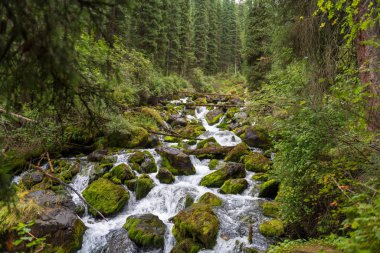 yaz aylarında ormanda küçük bir nehir 