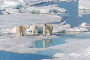 Vahşi kutup ayısı (Ursus maritimus) anne ve iki yavru buzun üzerinde, Svalbard Arctic Norveç 'in kuzeyinde