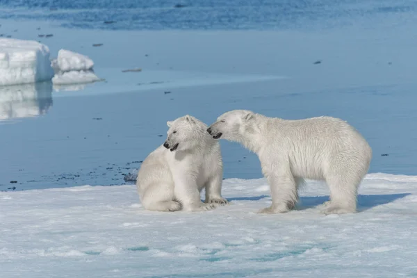 Два Молодых Белых Медведя Играют Льду Арктическом Море Северу Шпицбергена — стоковое фото