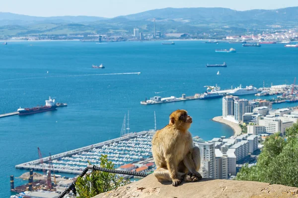Maymun, Cebelitarık 'ta deniz gemisi ve dağ ile oturuyor.