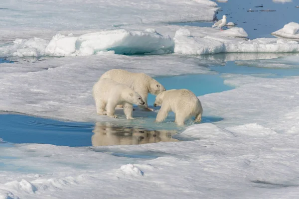 野生のホッキョクグマ Ursus Martimus の母親と スヴァールバル北極ノルウェー北部のパック氷の上の2人の若い赤ちゃん — ストック写真