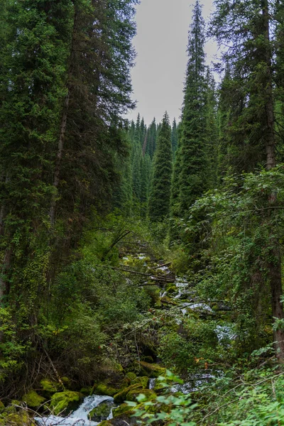 Een Kleine Rivier Het Bos Zomer — Stockfoto