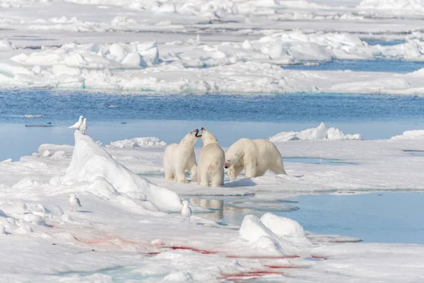 Дикий Белый Медведь Ursus Maritimus Мать Два Молодых Детеныша Стае — стоковое фото