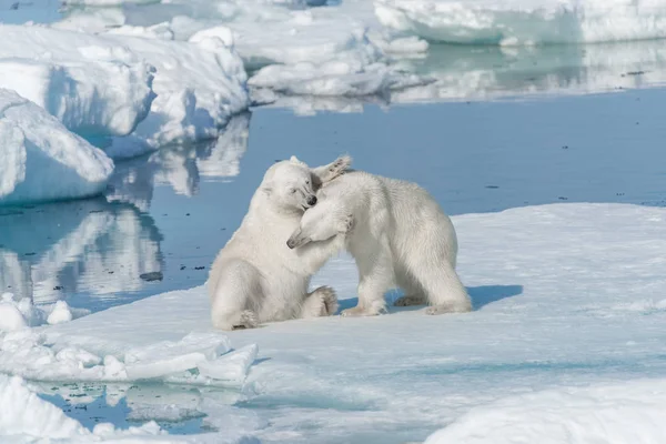 Двоє Диких Білих Ведмедів Граються Пательному Льоду Арктичному Морі Північ — стокове фото