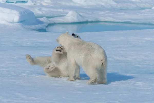 Dos Cachorros Osos Polares Salvajes Jugando Hielo Mar Ártico Norte —  Fotos de Stock