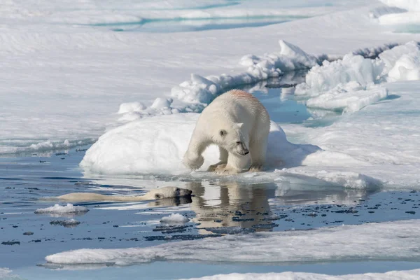 Dos Cachorros Osos Polares Salvajes Jugando Hielo Mar Ártico Norte — Foto de Stock