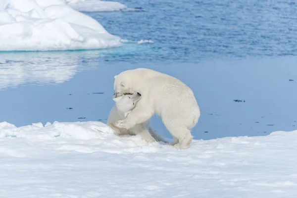 Dos Cachorros Osos Polares Salvajes Jugando Hielo Mar Ártico Norte — Foto de Stock