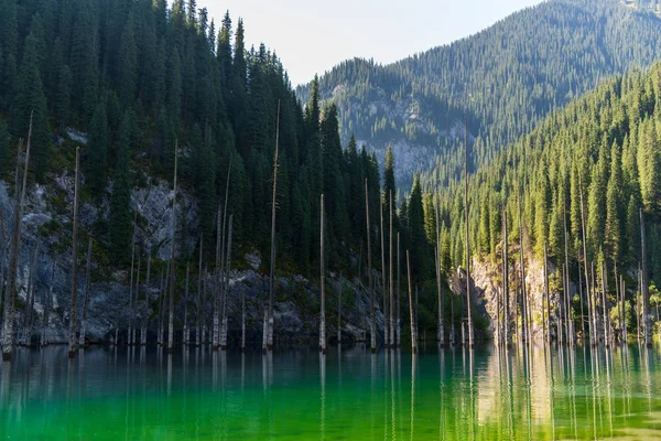 カインディ湖 カザフスタンの山の湖 — ストック写真