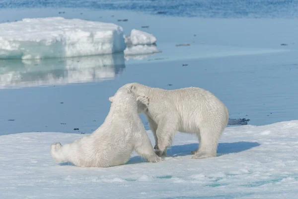 스발바르 한갑의 위에서 북극곰 — 스톡 사진