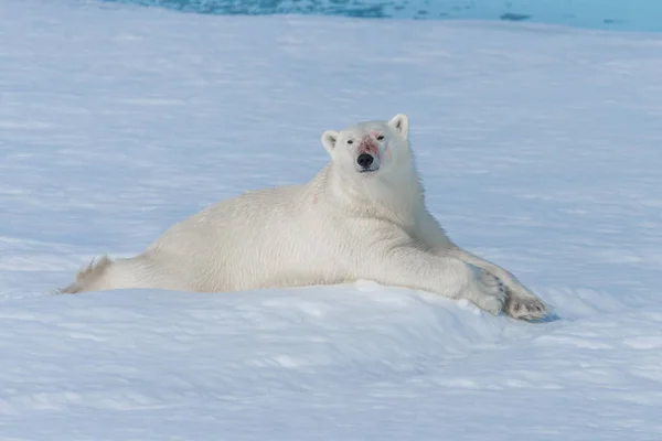 Wilde Ijsbeer Liggend Het Pakijs Ten Noorden Van Spitsbergen Island — Stockfoto