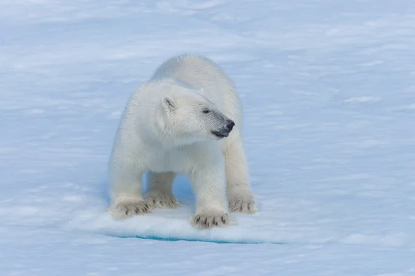Cucciolo Orso Polare Selvatico Sul Pack Ghiaccio Nel Mare Artico — Foto Stock