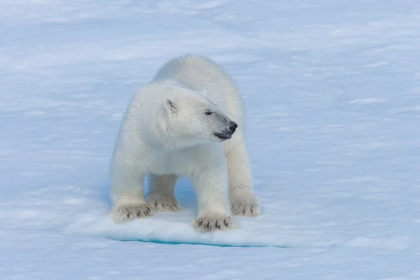 Άγρια Πολική Αρκούδα Cub Πάγο Πακέτο Στην Αρκτική Θάλασσα Κοντά — Φωτογραφία Αρχείου