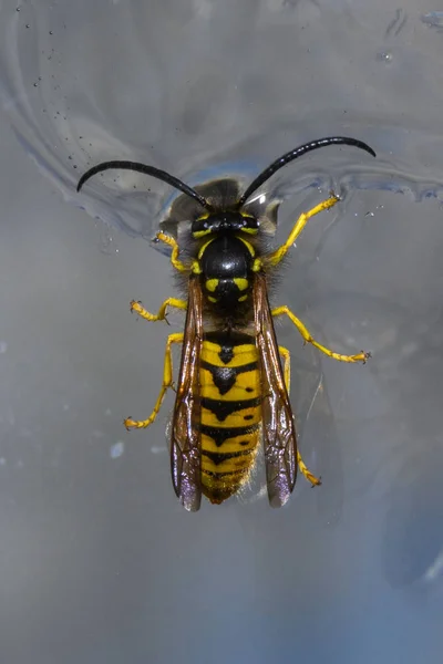 Closeup Wasp Grey Background — Stock Photo, Image