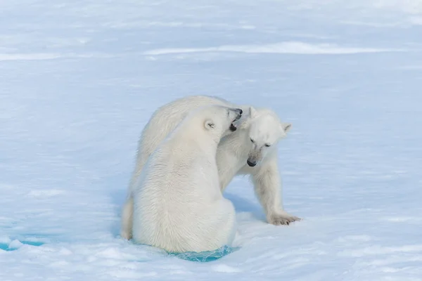 Dos Cachorros Osos Polares Salvajes Jugando Hielo Mar Ártico Norte —  Fotos de Stock