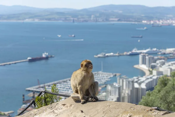 Monkey sitting with sea ship and mountain on background in Gibraltar