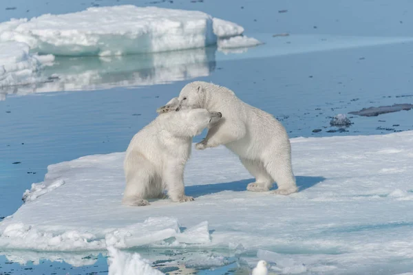 北極海の氷の上で遊んでいる2人の野生のホッキョクグマの赤ちゃんスヴァールバルの北 — ストック写真