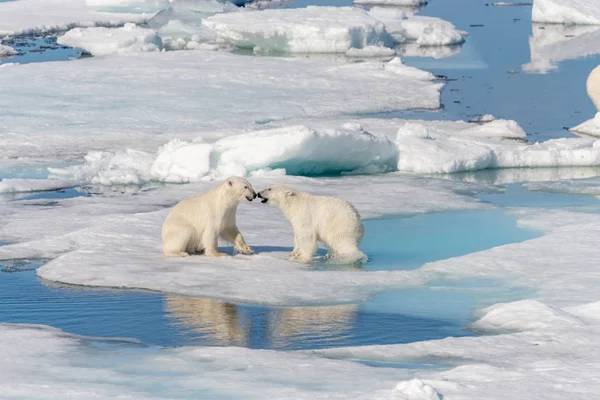 Deux Jeunes Oursons Polaires Sauvages Jouent Sur Banquise Mer Arctique — Photo