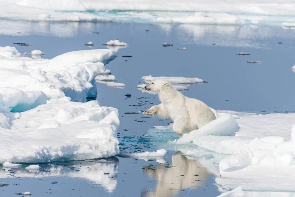 Urso Polar Selvagem Saltando Através Flutuadores Gelo Norte Svalbard Arctic — Fotografia de Stock