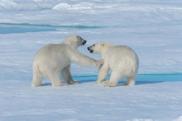 Two Young Wild Polar Bear Cubs Playing Pack Ice Arctic — Stock Photo, Image