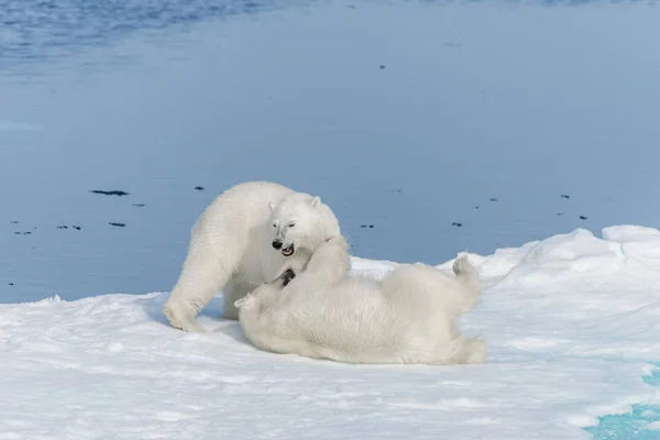 Два Молодых Белых Медведя Играют Льду Арктическом Море Северу Шпицбергена — стоковое фото