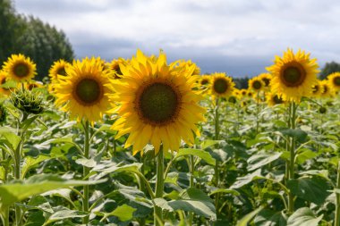 Gündüz vakti bulutlu gökyüzünün altındaki ayçiçeği tarlasının manzarası