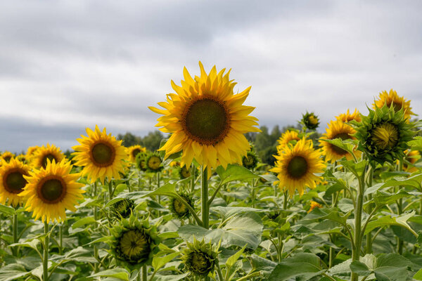 Scenic view of sunflowers field under cloudy sky at daytime