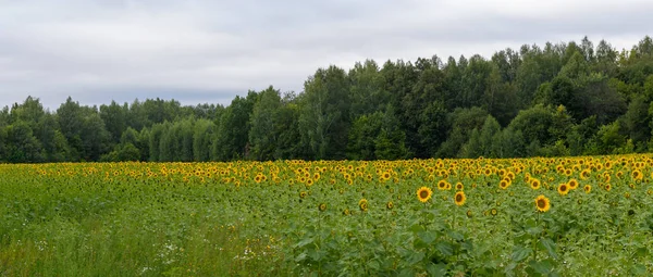 Malerischer Blick Auf Sonnenblumenfeld Unter Bewölktem Himmel Tag — Stockfoto