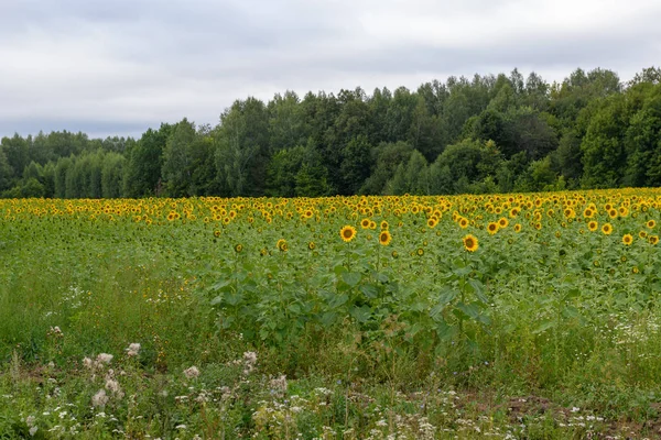 Malerischer Blick Auf Sonnenblumenfeld Unter Bewölktem Himmel Tag — Stockfoto