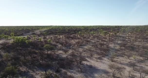 空中飞过 看到一群长颈鹿在非洲的灌木丛中奔跑 — 图库视频影像