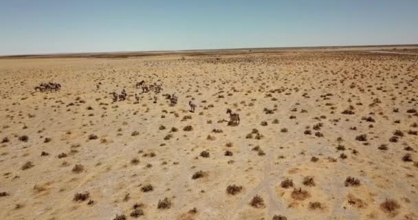 アフリカの茂みの中を走るシマウマの群れの眺めを空飛ぶ — ストック動画