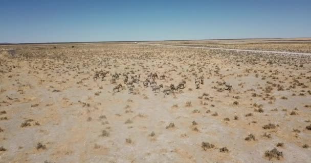 Aerial Fly View Herd Zebras Running African Bushes — Stock Video