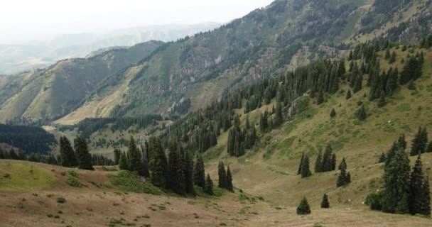 Flygfoto Drönaren Flyger Över Bergen Sommaren Vackert Bergslandskap Alpinängar Solig — Stockvideo