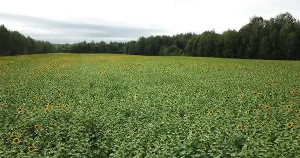 Luftaufnahme Drohnen Fliegen Sommer Über Gelbes Sonnenblumenfeld Sonnenblumenfeld Bei Hellem — Stockvideo