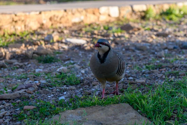 Wild Red Legged Partridge Alectoris Rufa Natural Habitat Cape Sounion — Stock Photo, Image