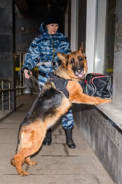 Eğitimli bir Alman çoban köpeği olan kadın polis, uyuşturucu ya da bagajda bomba kokusu alır..