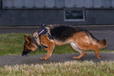 Alman çoban köpeği. Kapatın. Rus Polisi. İşaret Rusçada 