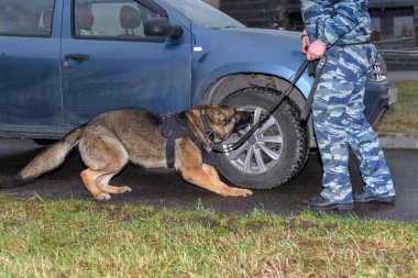 Alman çoban köpeği arabada uyuşturucu ya da bomba kokusu alıyor. Terörist saldırıları önleme. Güvenlik.