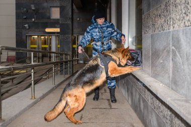 Eğitimli bir Alman çoban köpeği olan kadın polis, uyuşturucu ya da bagajda bomba kokusu alır..