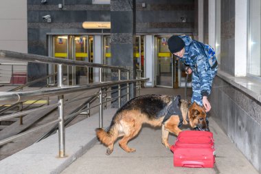 Eğitimli bir Alman çoban köpeği olan kadın polis memuru ya uyuşturucunun kokusunu alır ya da bagajdaki bombayı. Metro istasyonu..