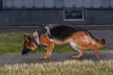 German shepherd police dog. Close up. clipart