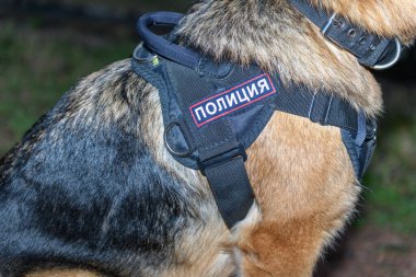 German shepherd police dog. Close up. Russian Police. Sign means 
