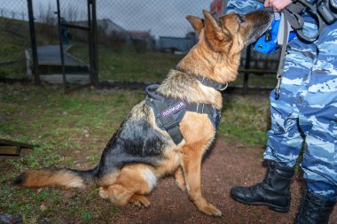 Alman çoban köpeği. Kapatın. Rus Polisi. İşaret Rusçada 