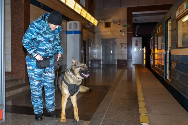 Une Policière Avec Chien Berger Allemand Formé Renifle Drogue Bombe — Photo
