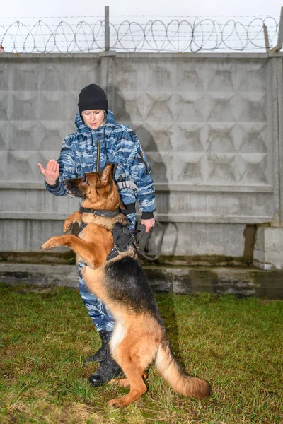 Female police officers with a trained dog. German shepherd police dog.