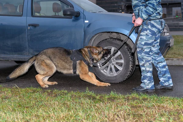 Chien Berger Allemand Renifle Drogue Une Bombe Dans Voiture Prévention — Photo