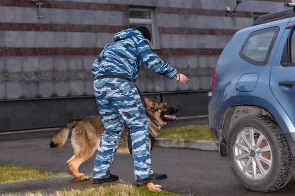 Vrouwelijke Politieagent Met Een Getrainde Hond Ruikt Drugs Bommen Auto — Stockfoto