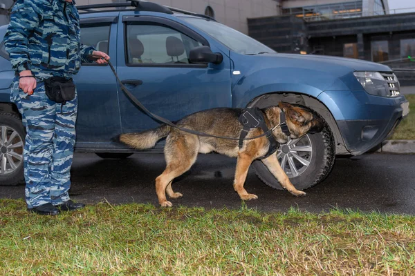 Duitse Herder Politiehond Ruikt Drugs Bom Auto Terroristische Aanslagen Voorkomen — Stockfoto