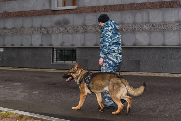 Female Police Officers Trained Dog German Shepherd Police Dog — Stock Photo, Image