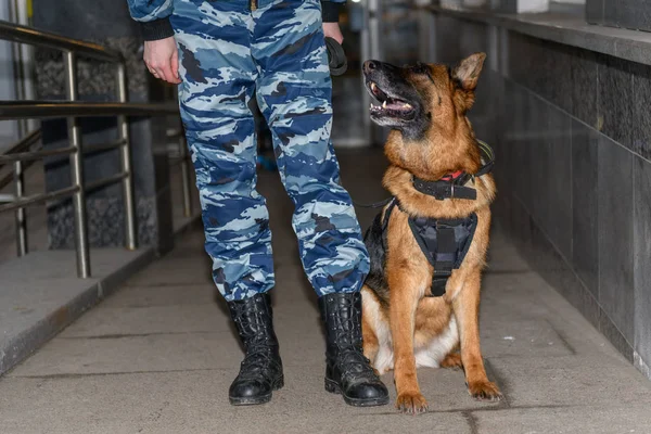 Female police officers with a trained dog. German shepherd police dog.